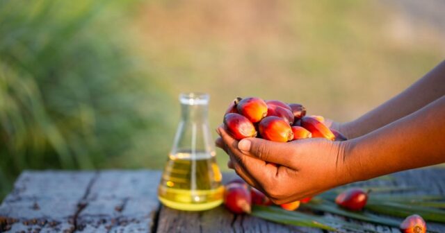 Voici les avantages inestimables pour la santé de l'huile de palmiste