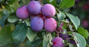 La prune, un fruit savoureux aux bienfaits précieux