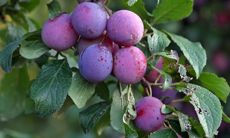 La prune, un fruit savoureux aux bienfaits précieux