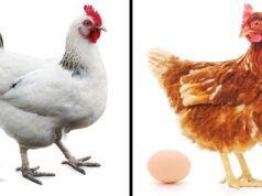 quelle-est-la-difference-entre-un-oeuf-blanc-et-un-oeuf-marron