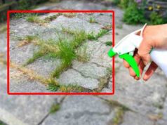 8 conseils pour préparer un désherbant puissant