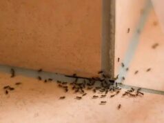 9 solutions naturelles pour se débarrasser des fourmis
