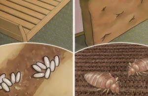 Votre lit est rempli d’acariens toxiques pour les poumons. Voici comment les tuer rapidement, facilement et naturellement